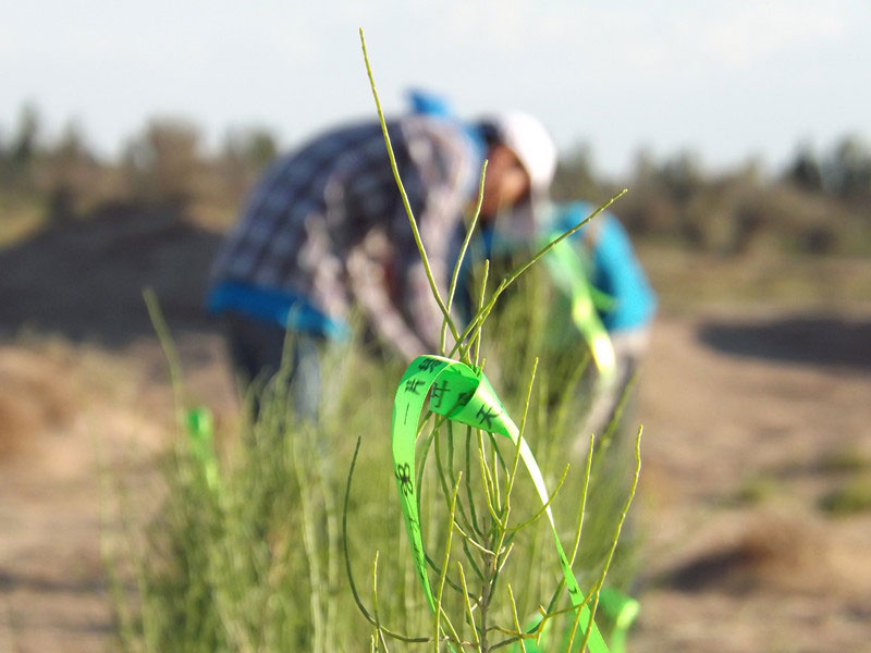 7��14����������ҁ��������֌���ٛ(z��ng)�ߵľG�z��ϵ�������ϡ�����ͽz����ꖹ����ҫ���W���Gɫ�Ĺ�â��