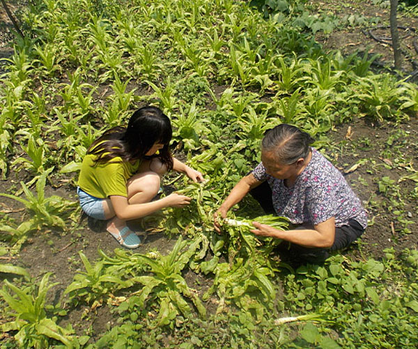 ��������æ�_�y��ժ�Ĳ˲��ϸ���ժ��Ч�ʵͣ���(j��ng)�^������Ϥ��ָ��(d��o)���ܿ��(du��)�T���M(j��n)���ˠ�B(t��i)��