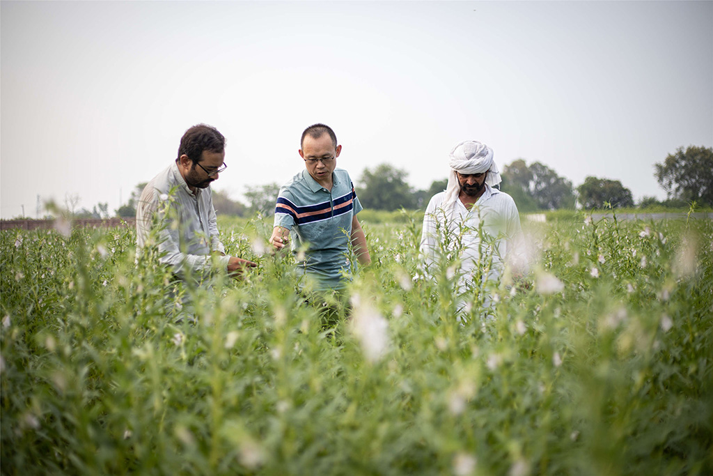 中巴經(jīng)濟走廊農(nóng)業(yè)合作中心芝麻種植園（拉合爾）。（人民網(wǎng)記者 薛丹攝）