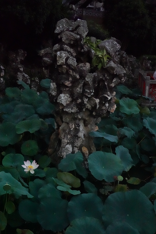 盧廉若公園的假山石。人民網(wǎng) 唐佳 攝