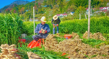 安徽岳西：小黃姜 喜豐收