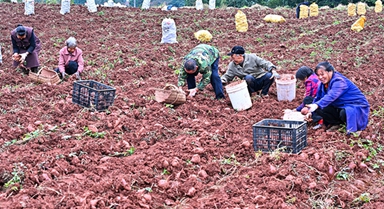 四川仁壽：紫薯喜豐收