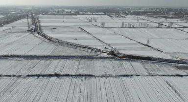 寒潮之下，晚播的冬小麥受影響嗎？