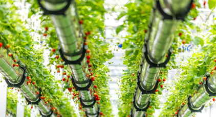 安徽六安：體驗(yàn)採摘“空中”草莓